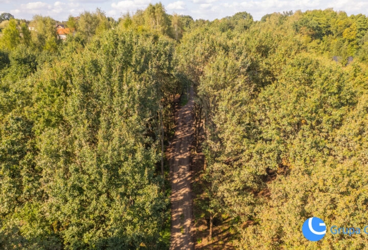 Budowalne 11ar wśród starodrzewu *Zagacie* Czernichów